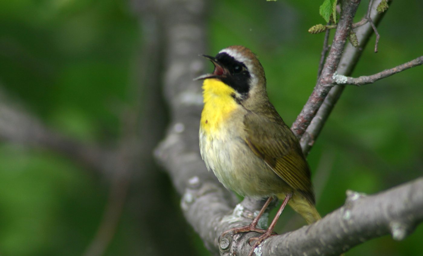 New model will improve bird population estimates