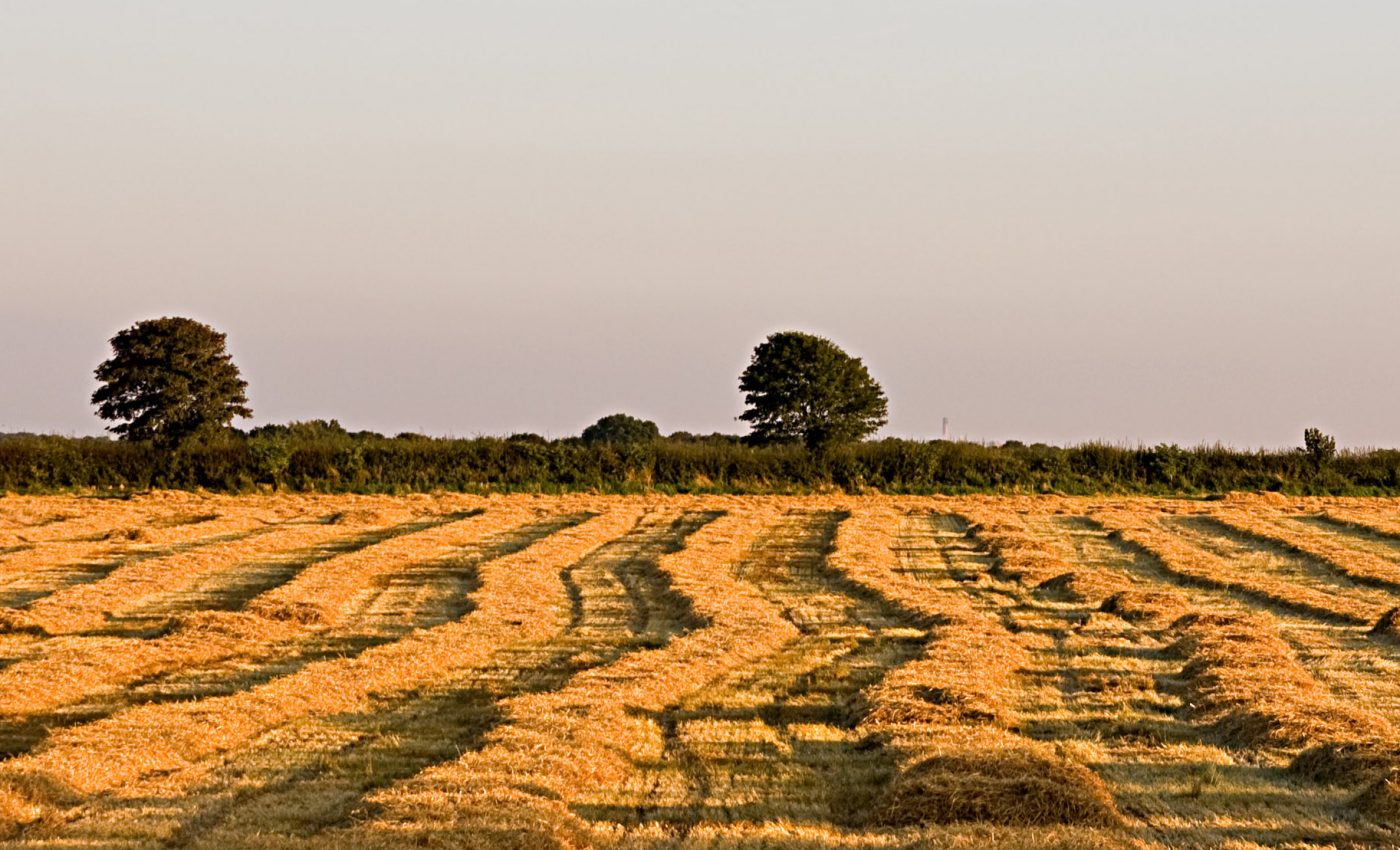 Air quality predictions can improve agricultural output