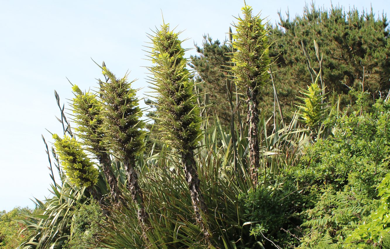 The myth of the Chilean plant that supposedly murdered sheep