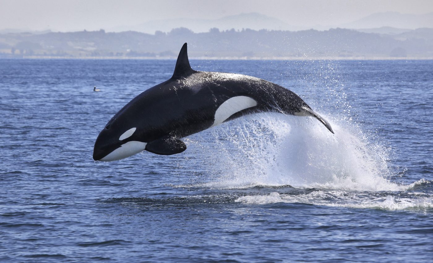 Killer whales are at risk of disappearing due to PCB pollution