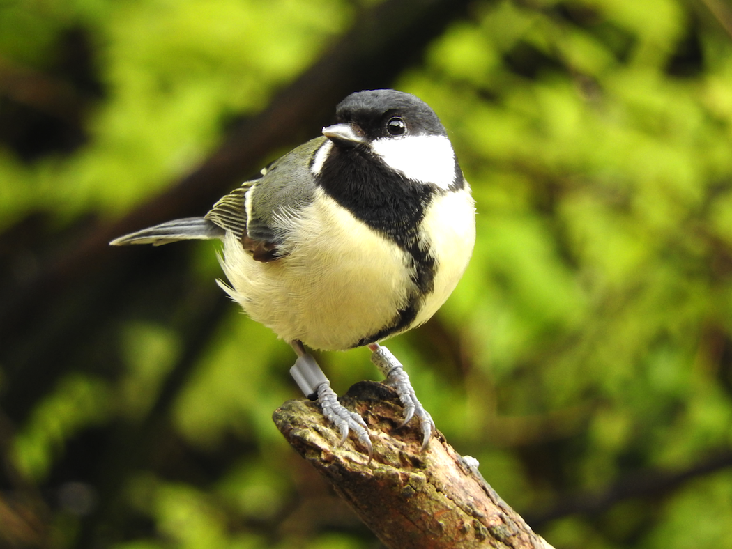 Bold male birds are more monogamous than the shy ones