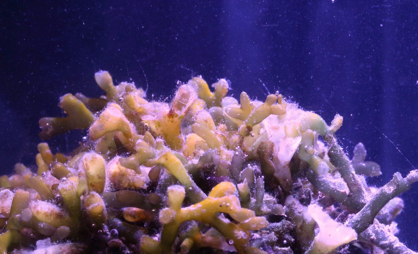 Gas bubbles produce a distinctive sound during photosynthesis