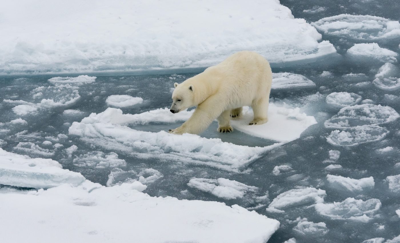 Why polar bears became an icon of climate change
