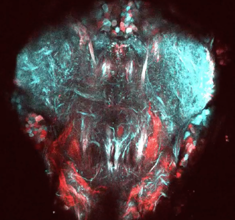 How does the brain control the movement of our arms and legs?