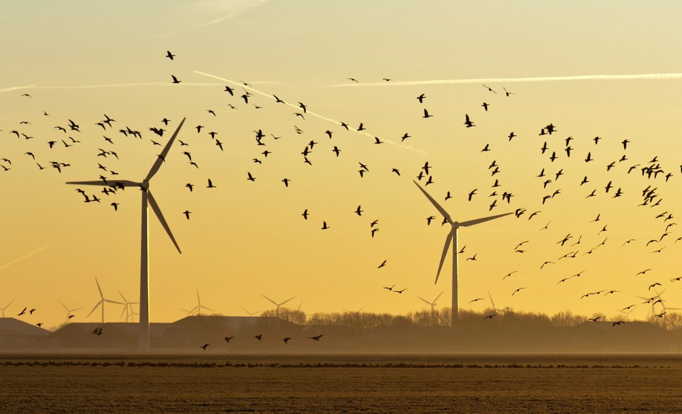 Wind turbines could be the cause of dwindling bird populations