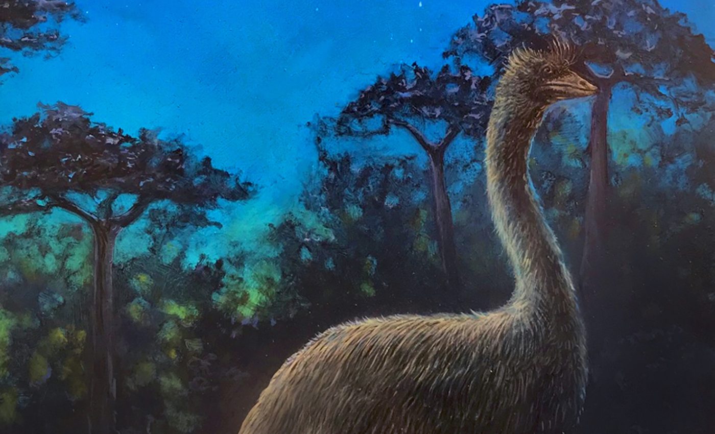 Elephant birds were likely nocturnal, new research shows