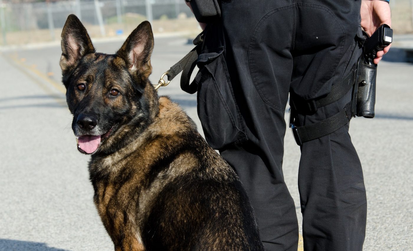 Federal working dogs are testing positive for a dangerous disease