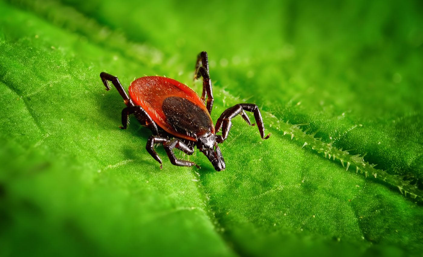 Warming temperatures linked to rise in Lyme disease