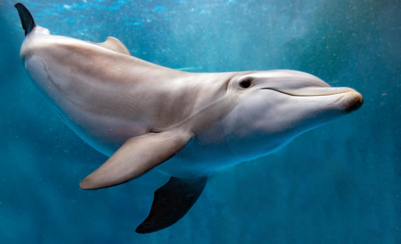 Dolphins versus bats: Who has the best sonar system?
