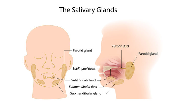 What is Salivary Glands?