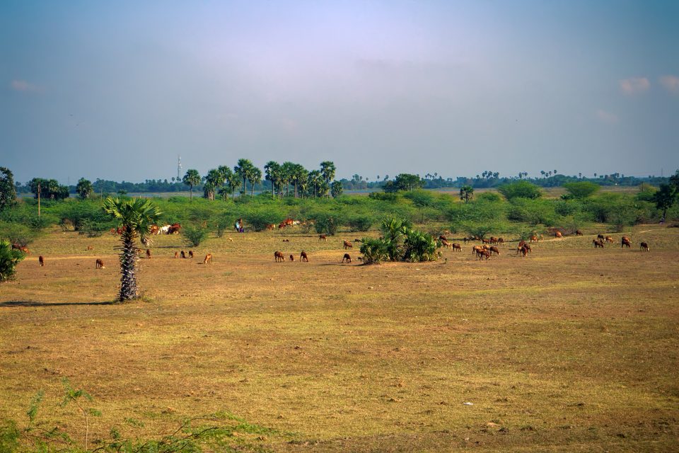 What is Overgrazing?