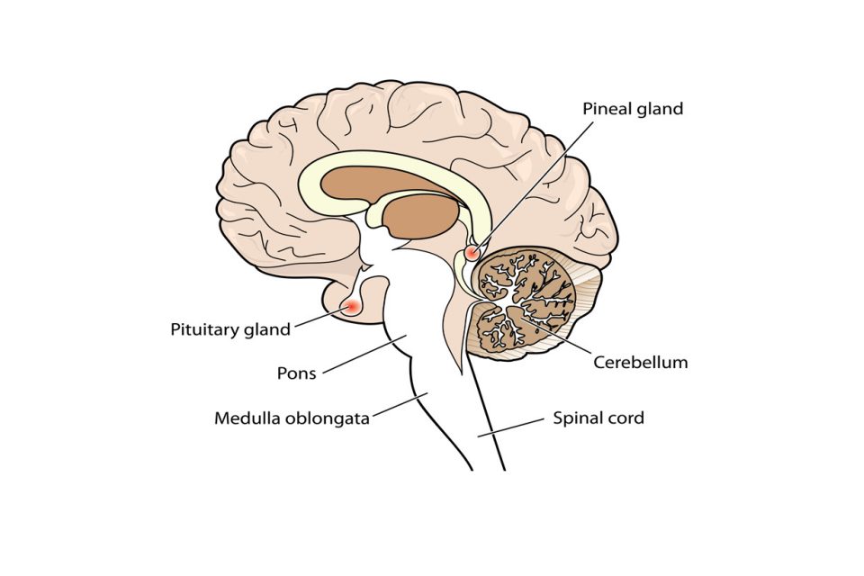 What is Pineal Gland?