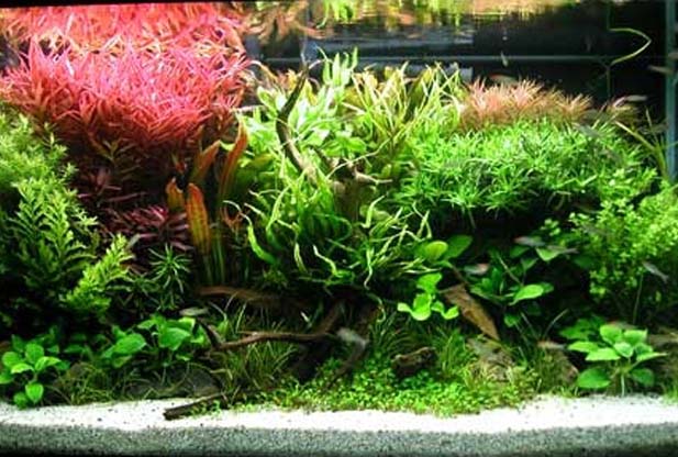 What is Aquascaping?