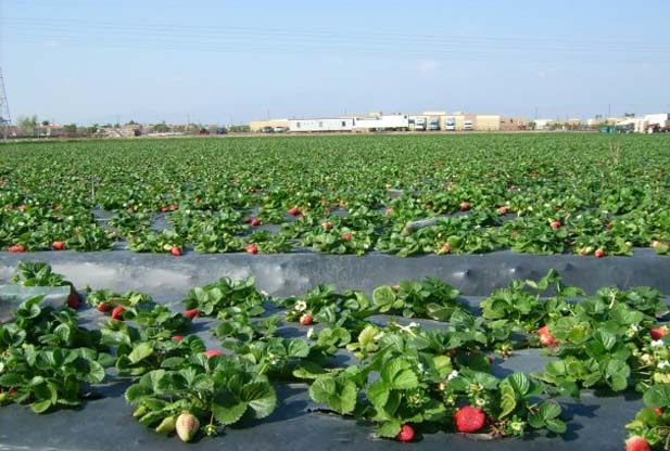 What is Plasticulture?