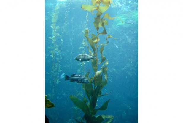 What is Kelp Forest?