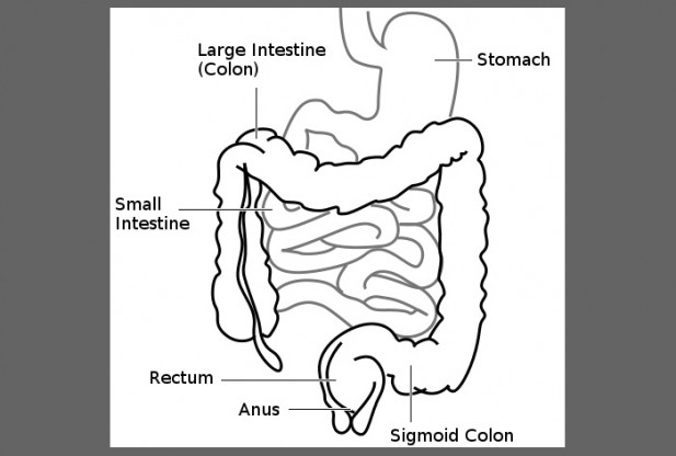 What is Large Intestine?