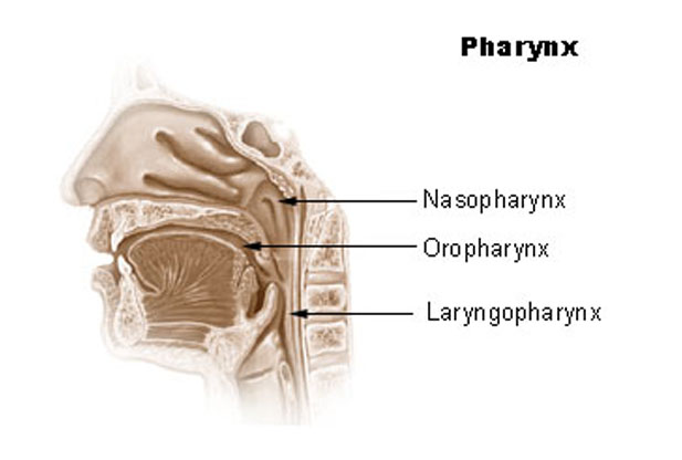 What is Pharynx?