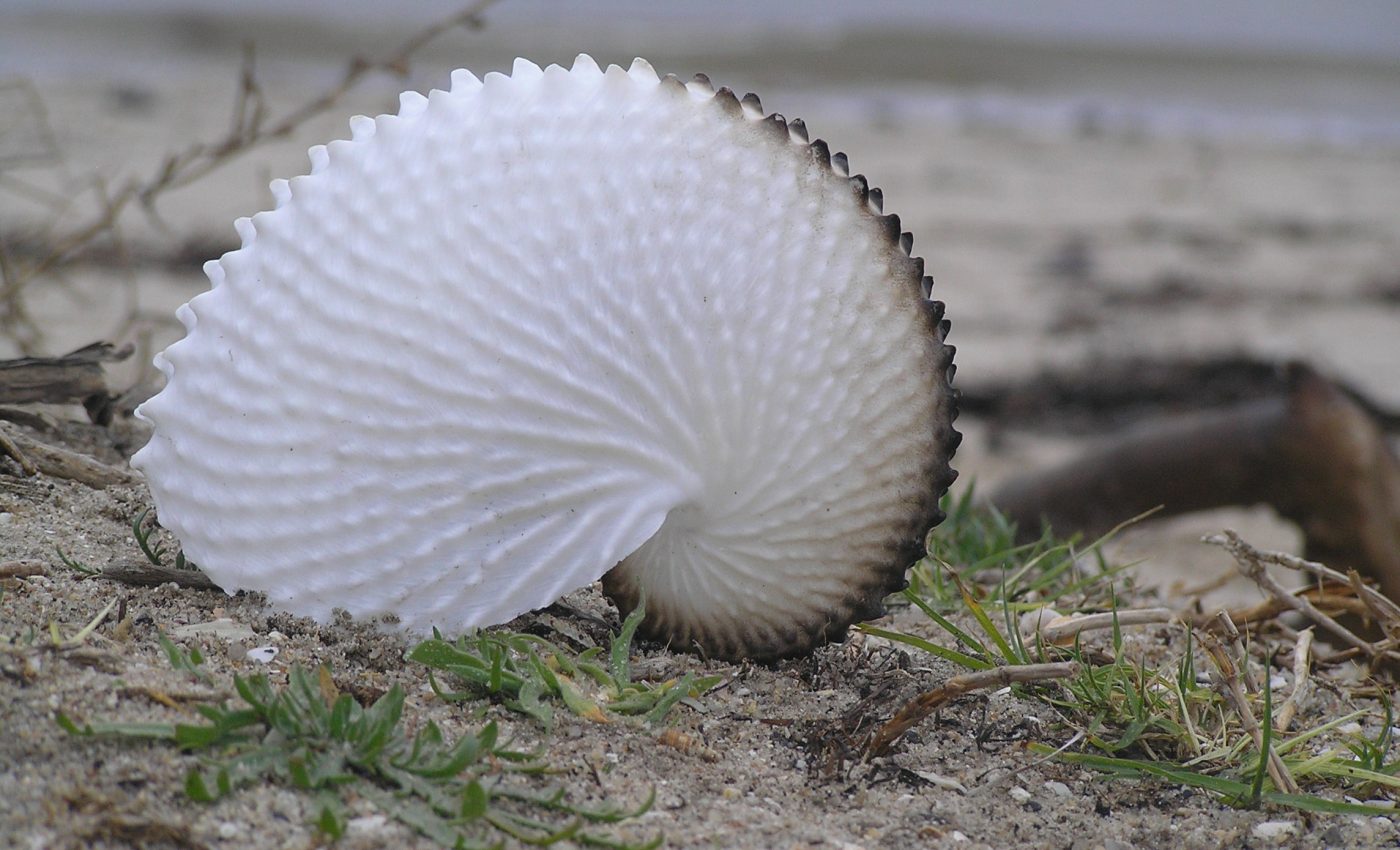 Octopus on the half shell: The amazing argonaut