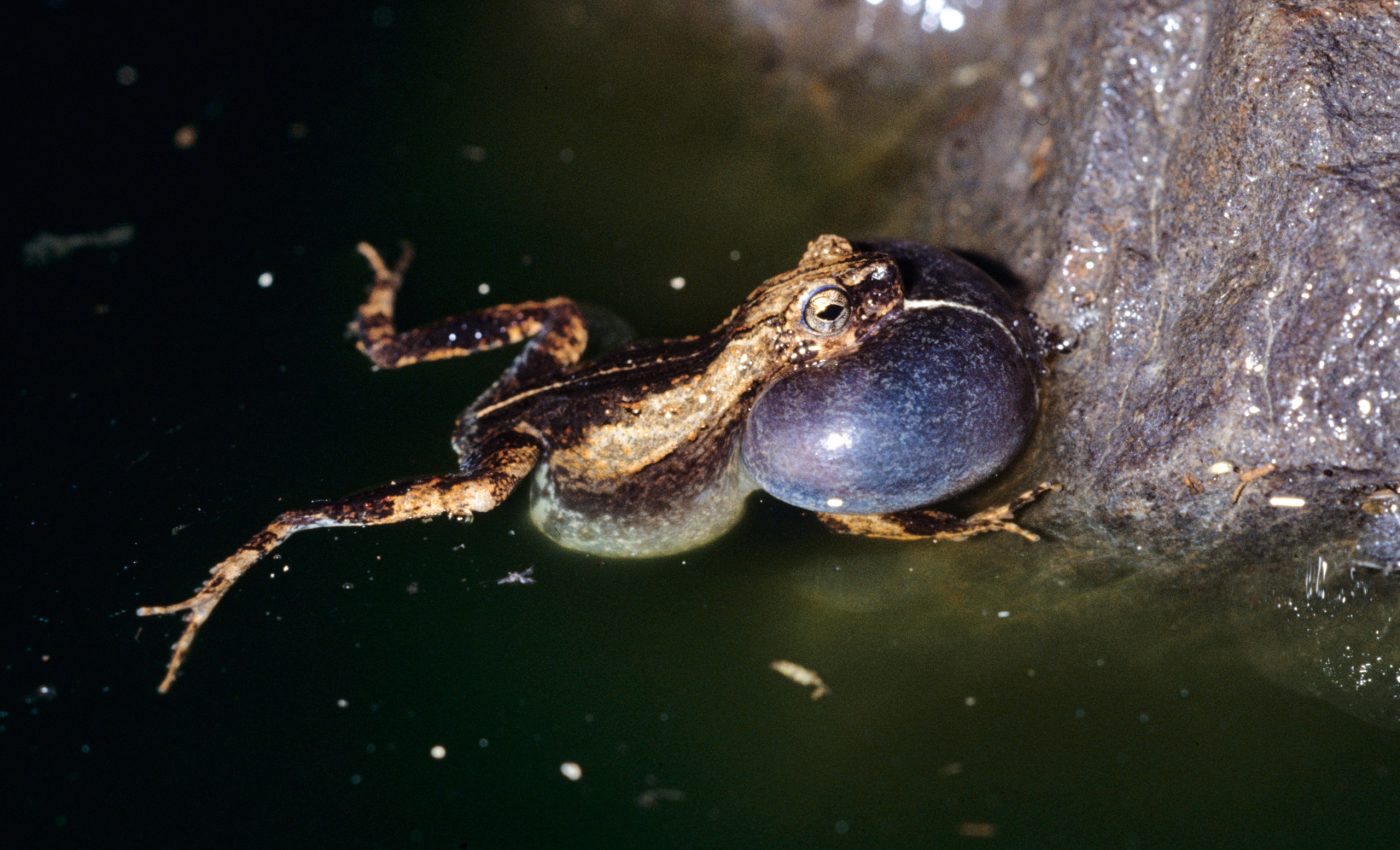 Frogs turn up the charm when they live in the city