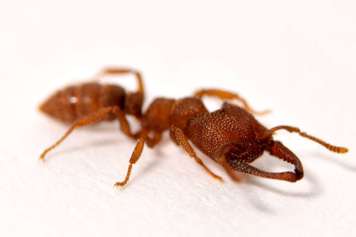 Dracula ant’s snapping jaw movement is the fastest on record