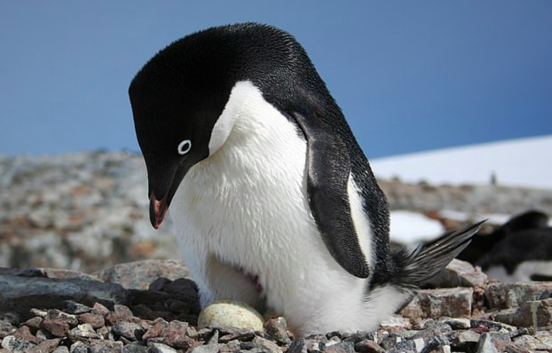 Satellite images reveal new clues about Adélie penguins in Antarctica
