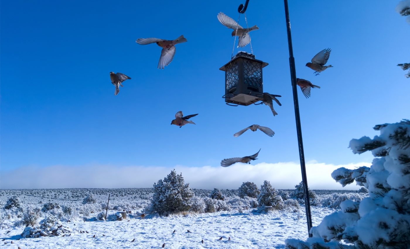 Feeding birds in winter: helpful or harmful?