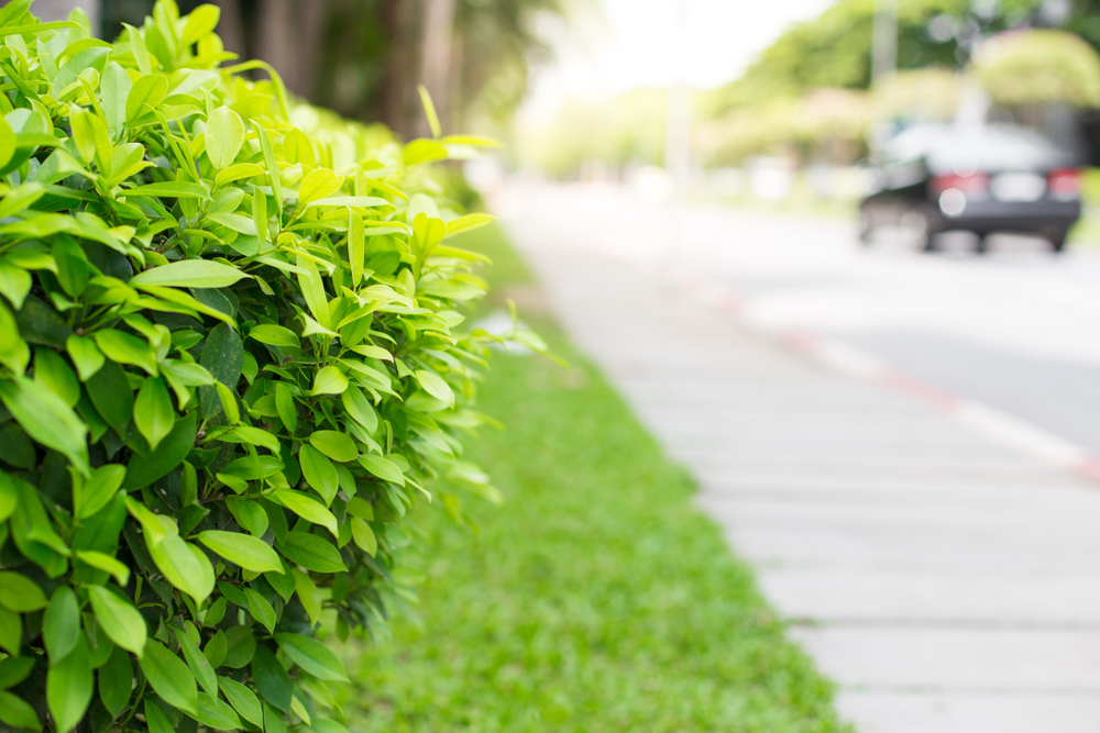 Roadside hedges help clean up urban air pollution