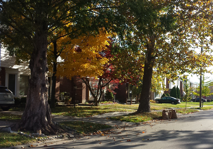 Why free trees are not always welcomed by city residents