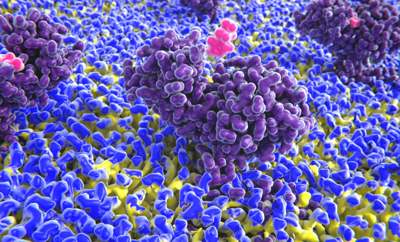 Histamine-boosting drug could improve long-term memory