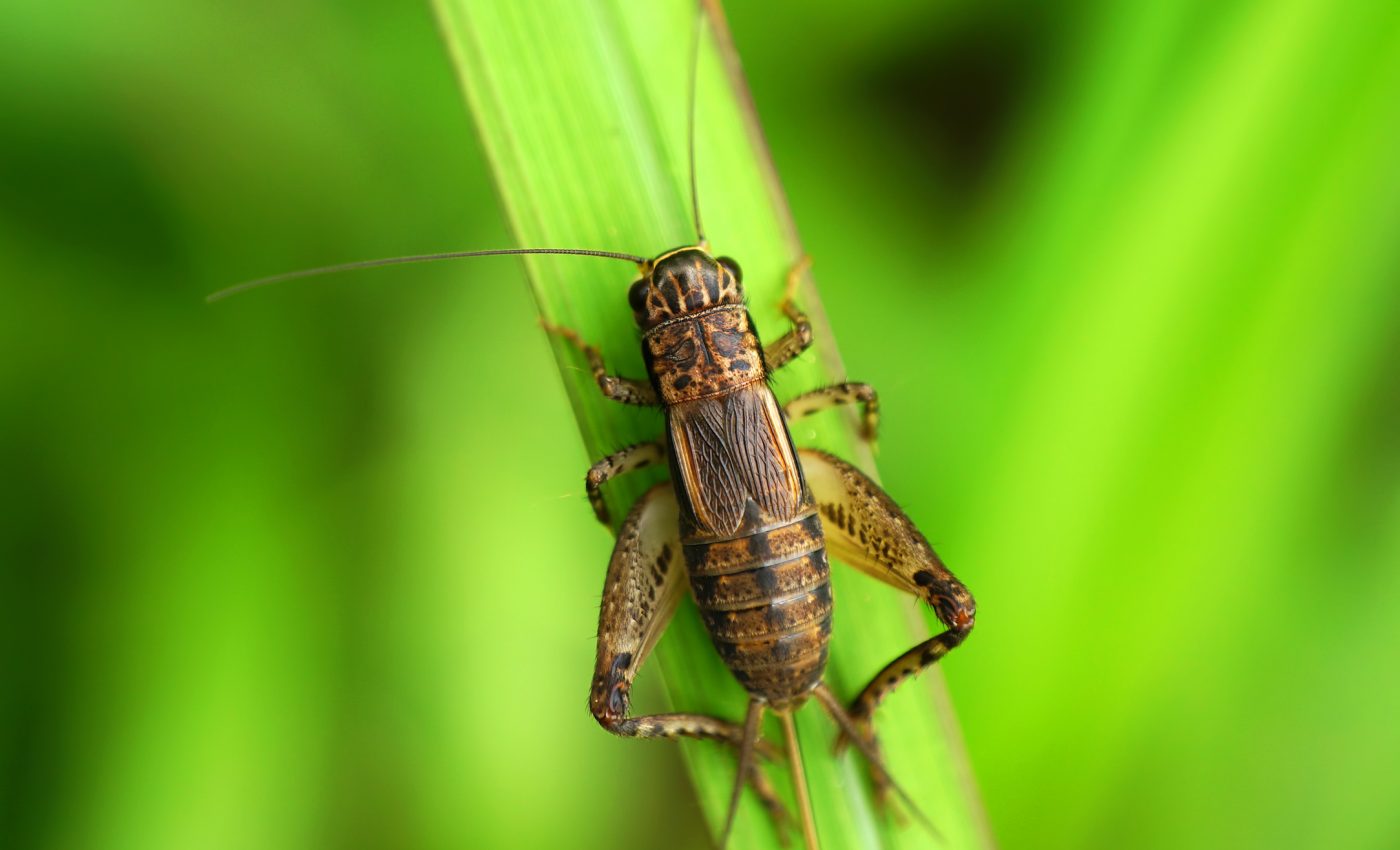 Will insects become a safe and sustainable global food source?