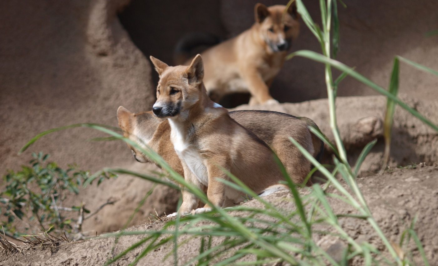 Canine crooners: The New Guinea highland wild dog