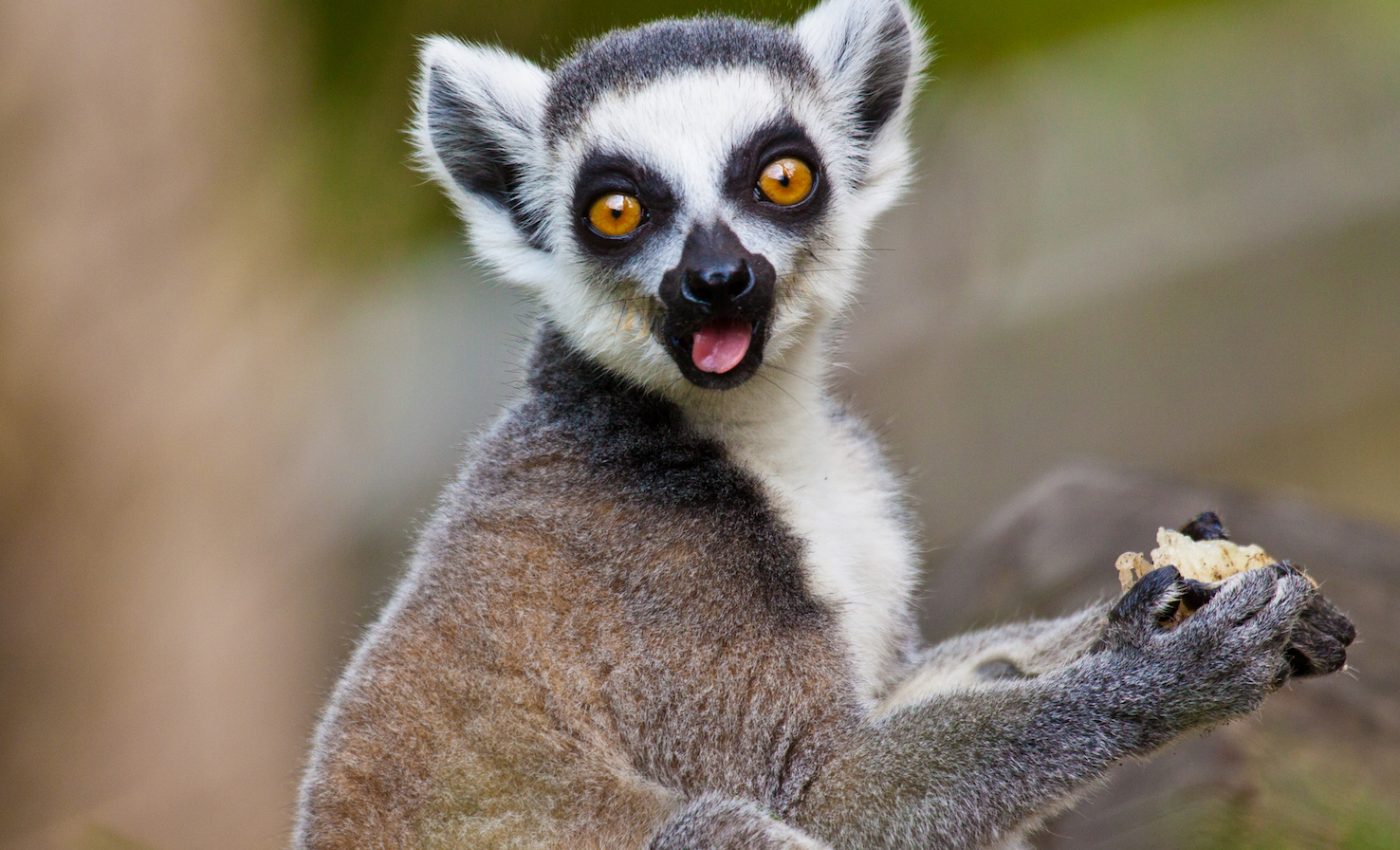 When social media drives the illegal pet trade