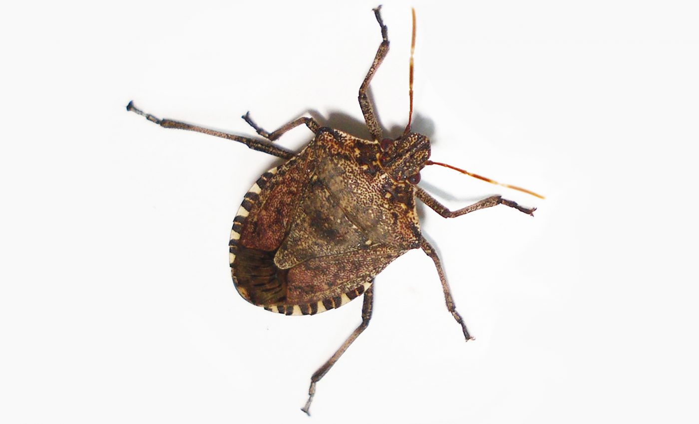How to keep stink bugs out of your home during winter