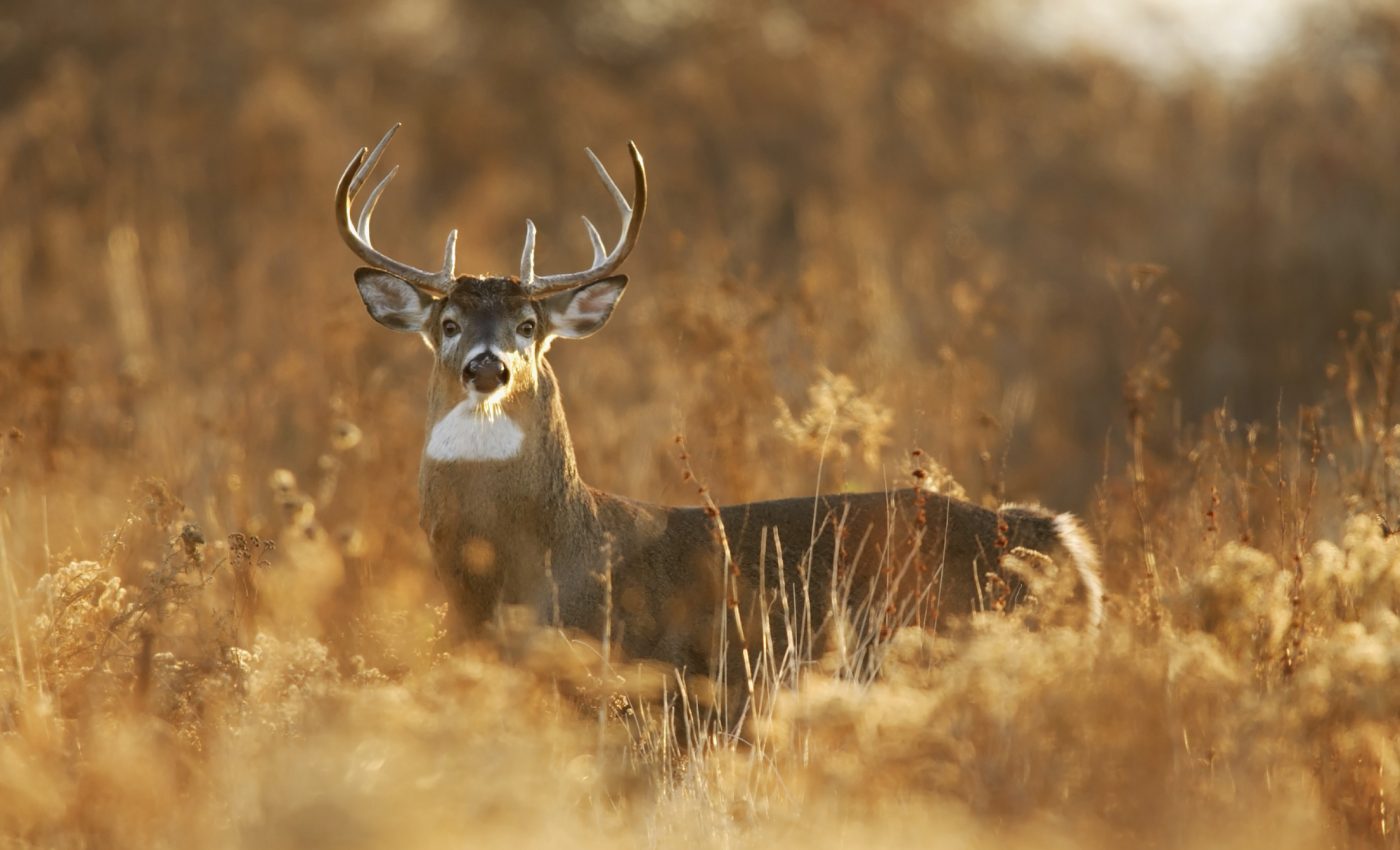 White-tailed deer behavior shapes the acoustics of their habitat