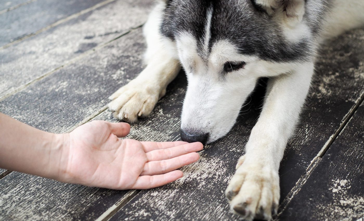 Dogs in Israel are being trained to detect cancer in saliva