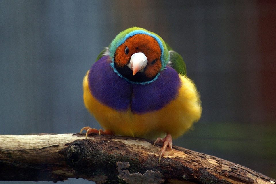 Top 3 Low Maintenance Pets: Easy and Budget Friendly