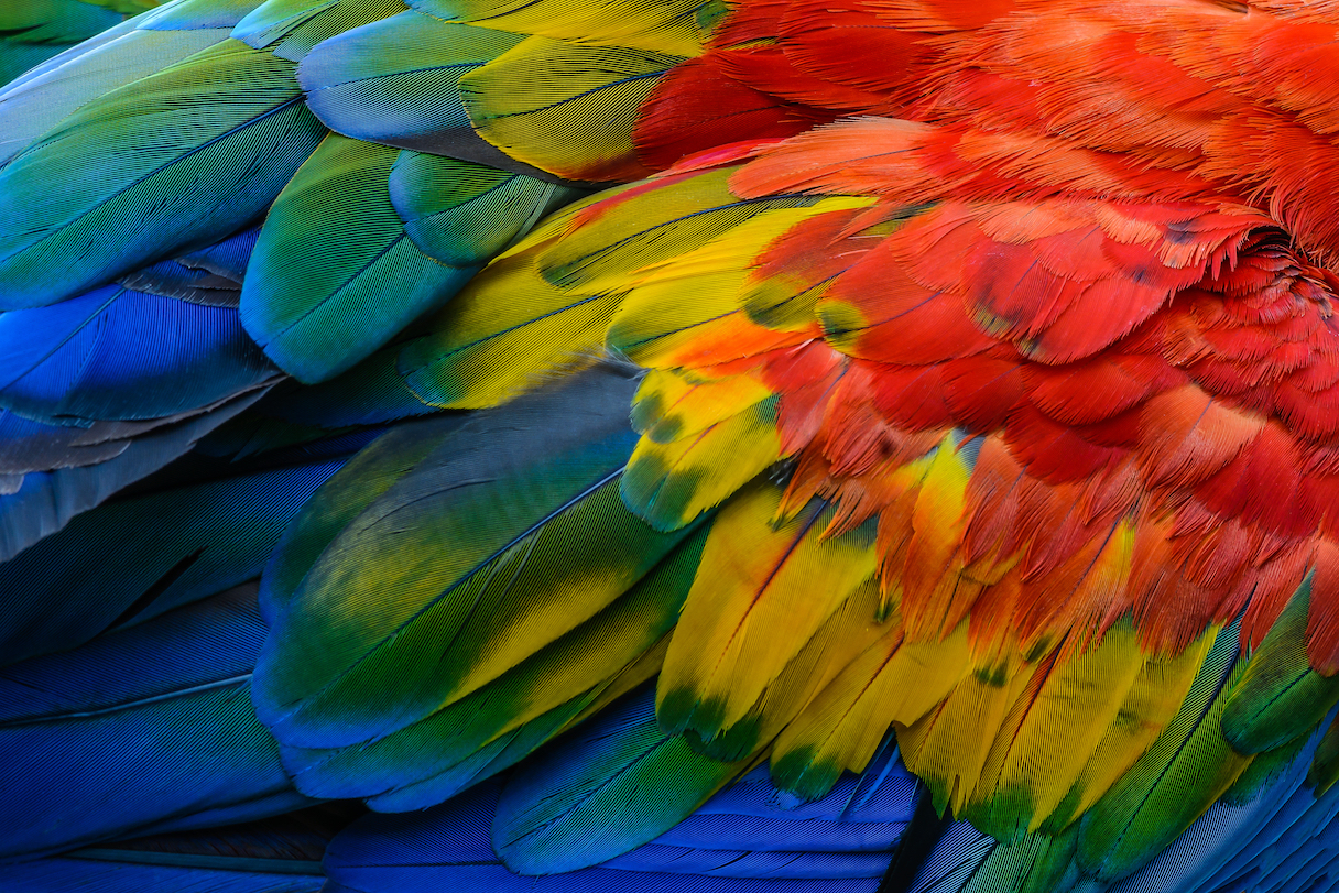 Birds develop feathers the same way we develop hair and teeth