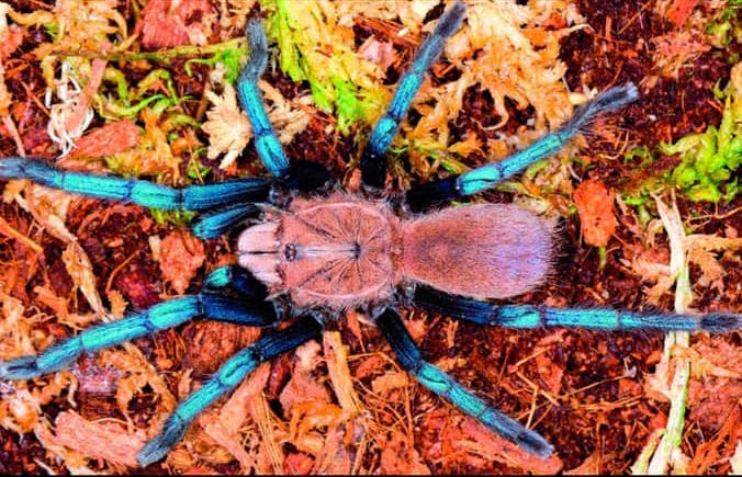 New species of tarantula found in Malaysia has electric blue legs