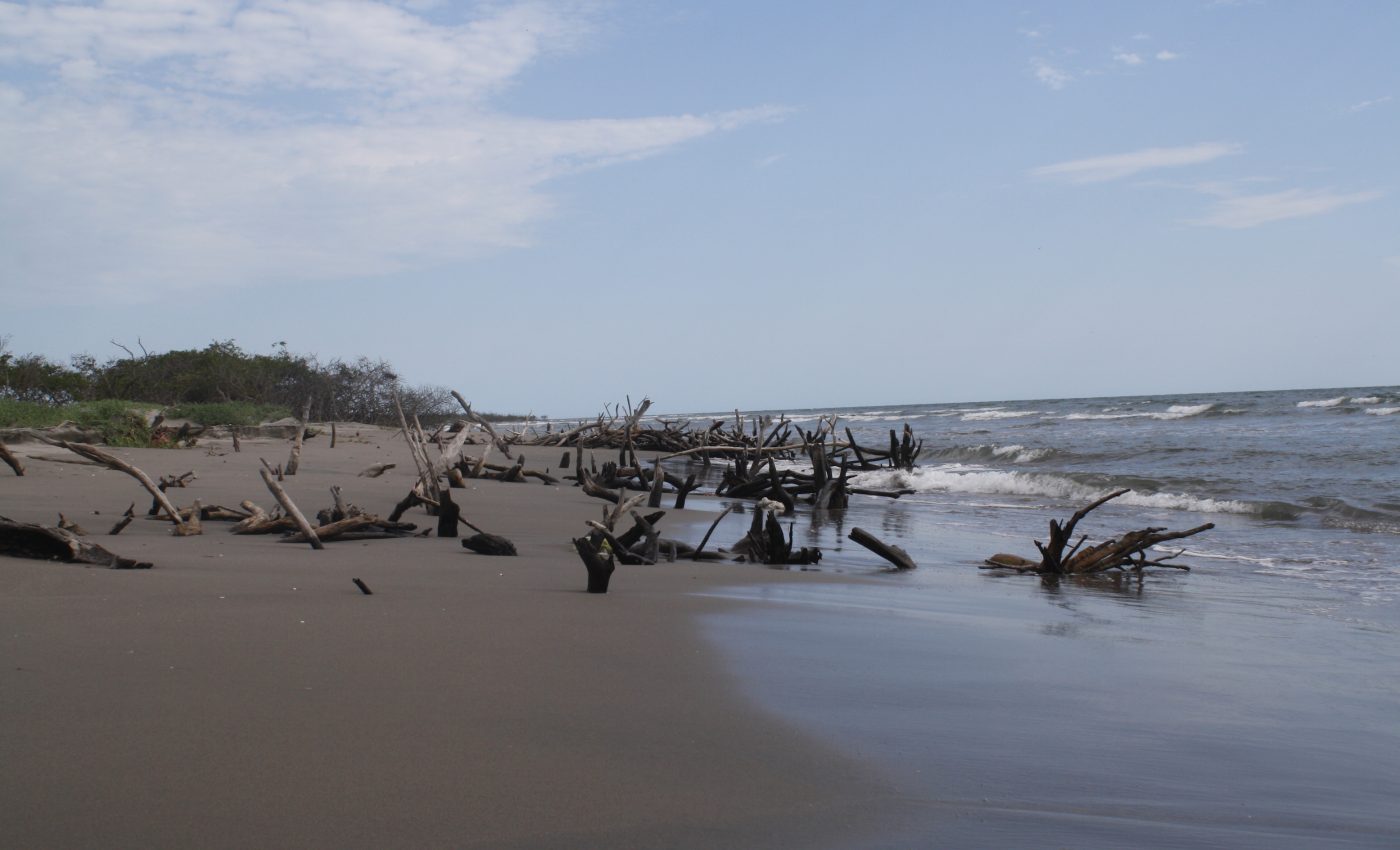 Inland river dams take a toll on the environment and economy