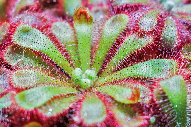 Carnivorous Plants You Can Keep at Home