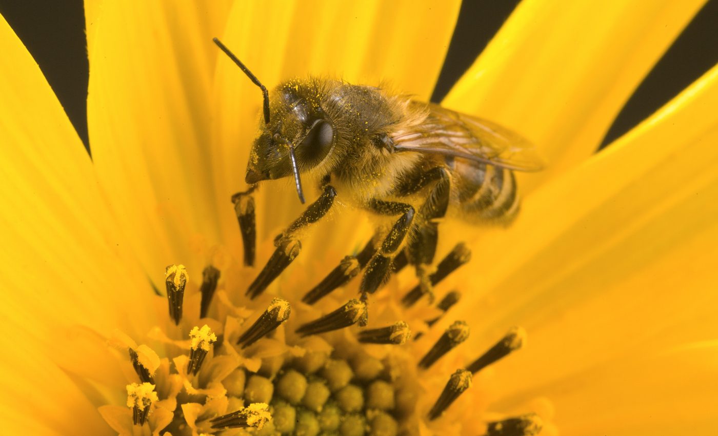 Honey bee colonies are healthier and more productive in non-crop fields
