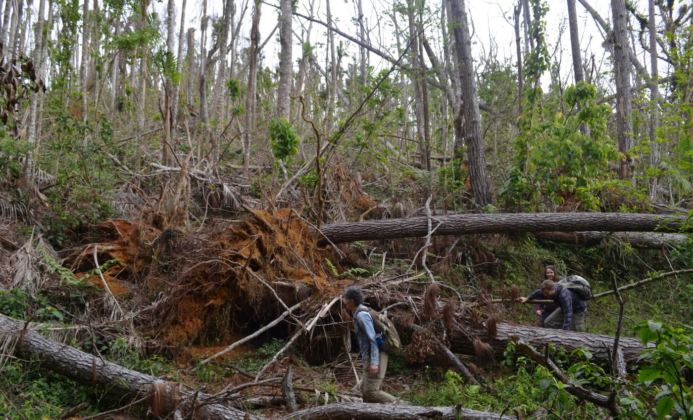 Future storms will likely permanently alter tropical forests