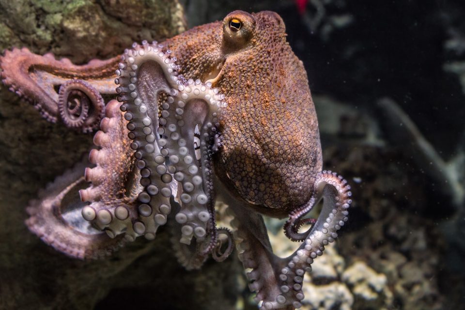 Are Octopuses Smart?