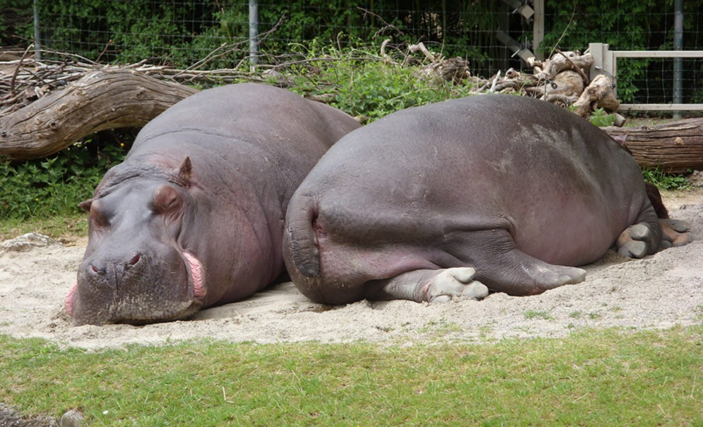 Body size influences the resting positions of most animals