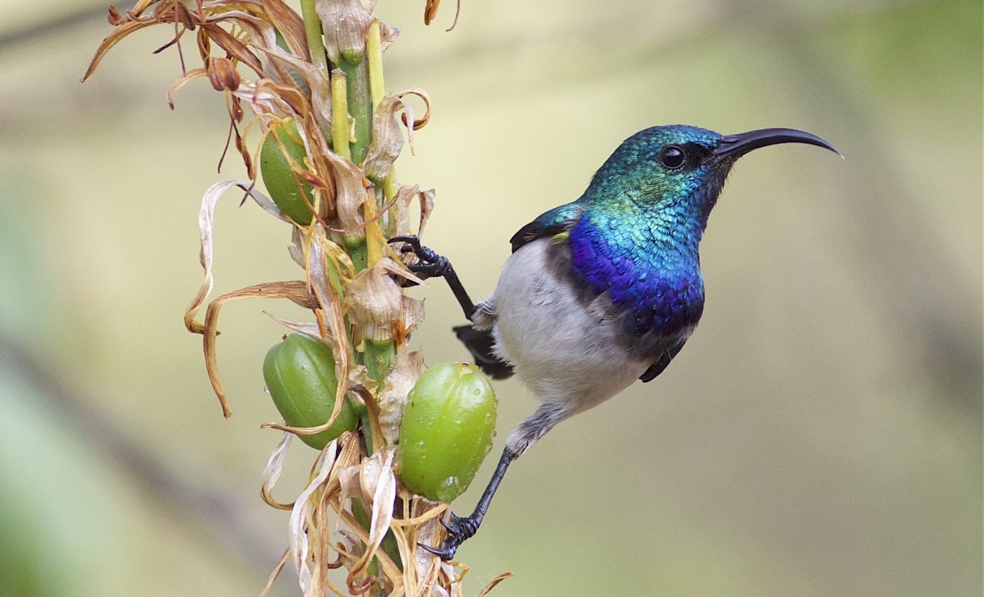 New perching bird family tree reveals complex diversification process