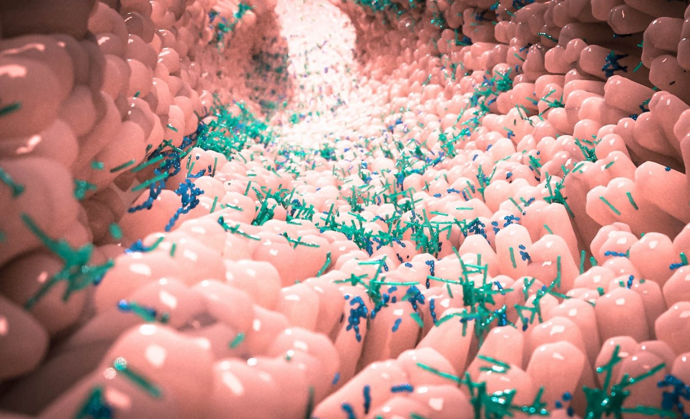 Direct link found between gut microbiome and ability to fight cancer