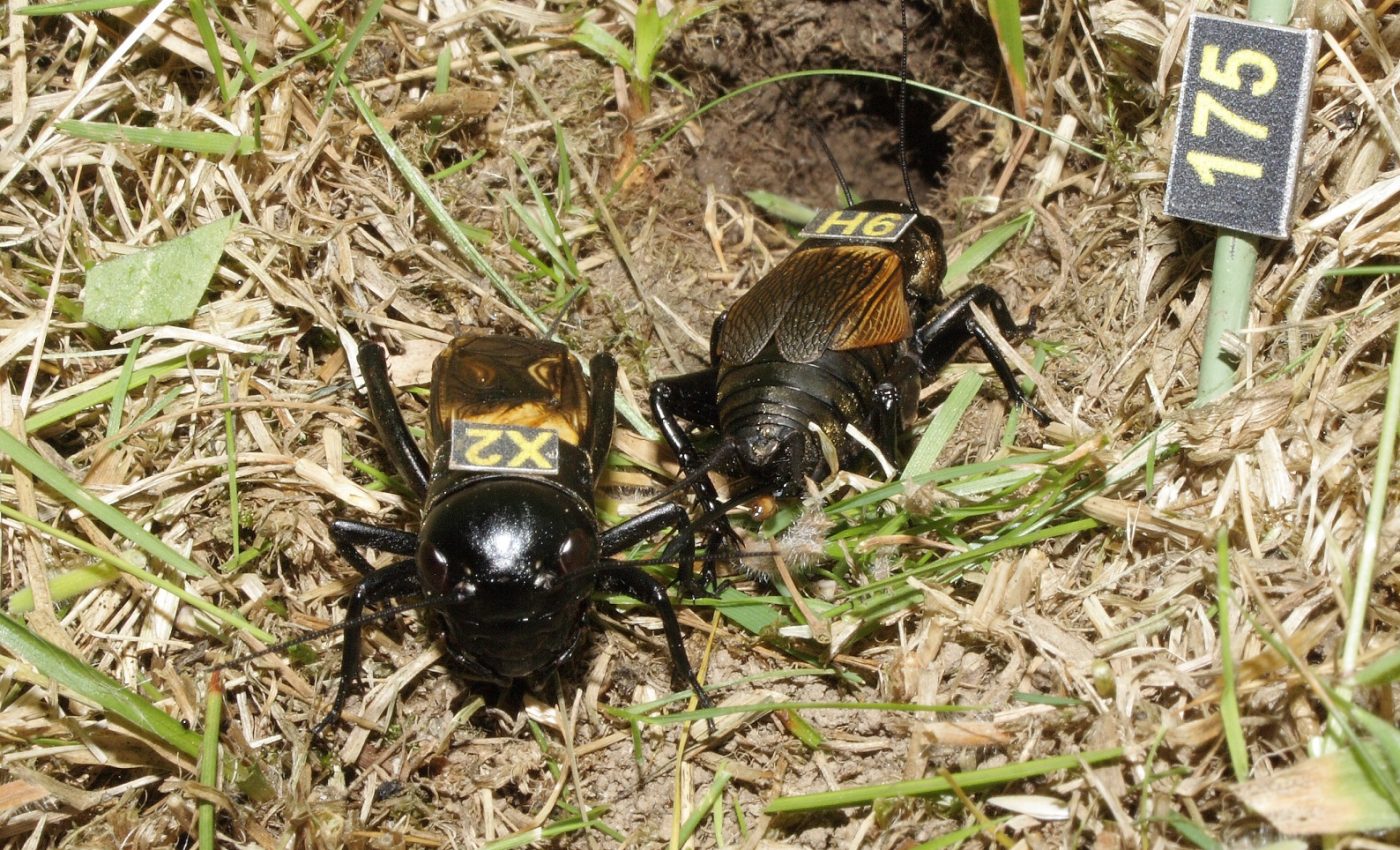 Male crickets age more slowly with plenty of females around