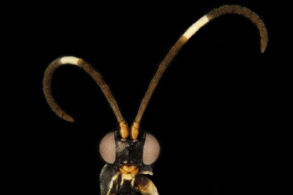 Newly discovered wasp species named after Oreos, Dr Who characters