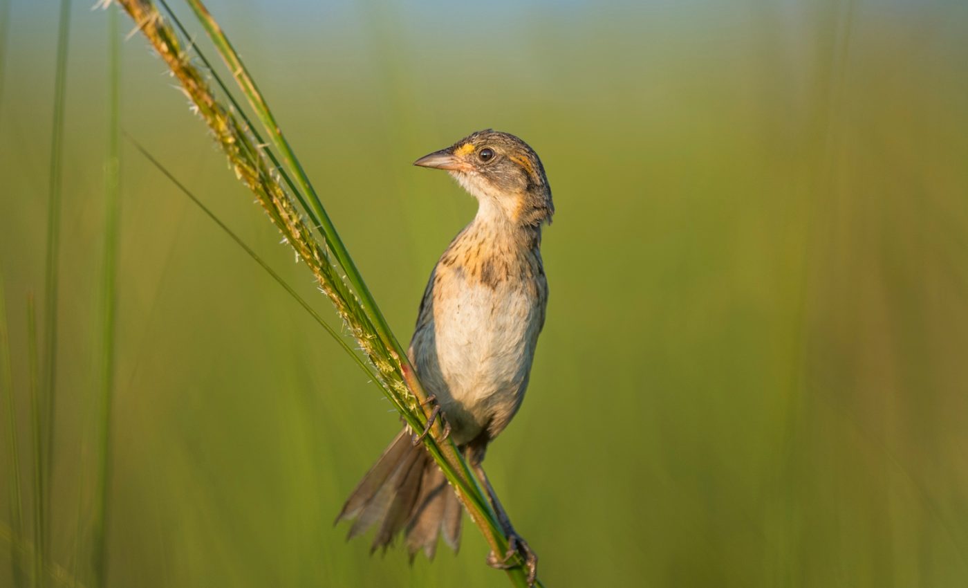 Endangered sparrows are facing extinction with future sea-level rise