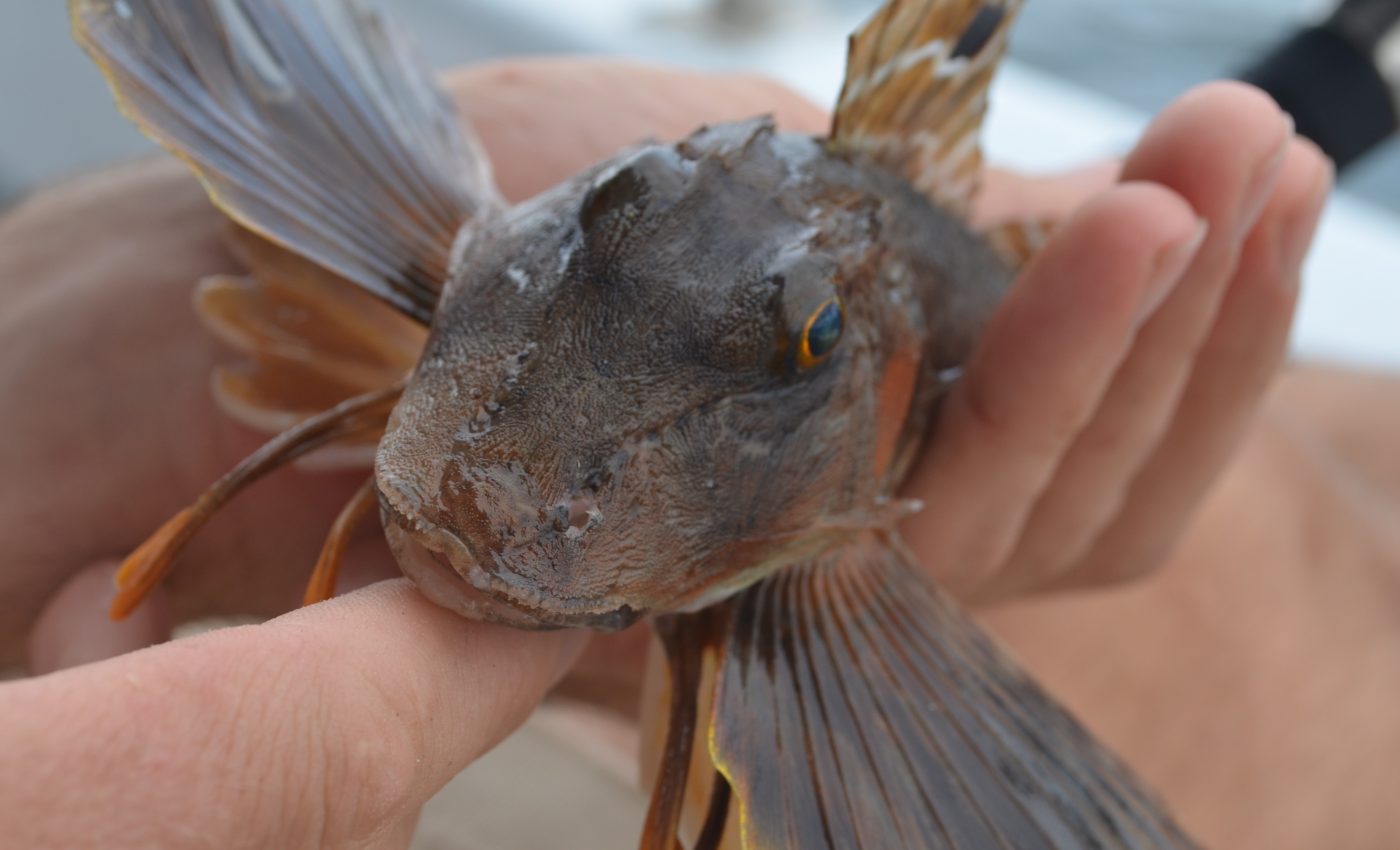 Marine species are vanishing twice as fast as land species